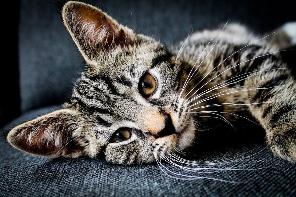 Free Image of Tabby cat lying down looking at camera 