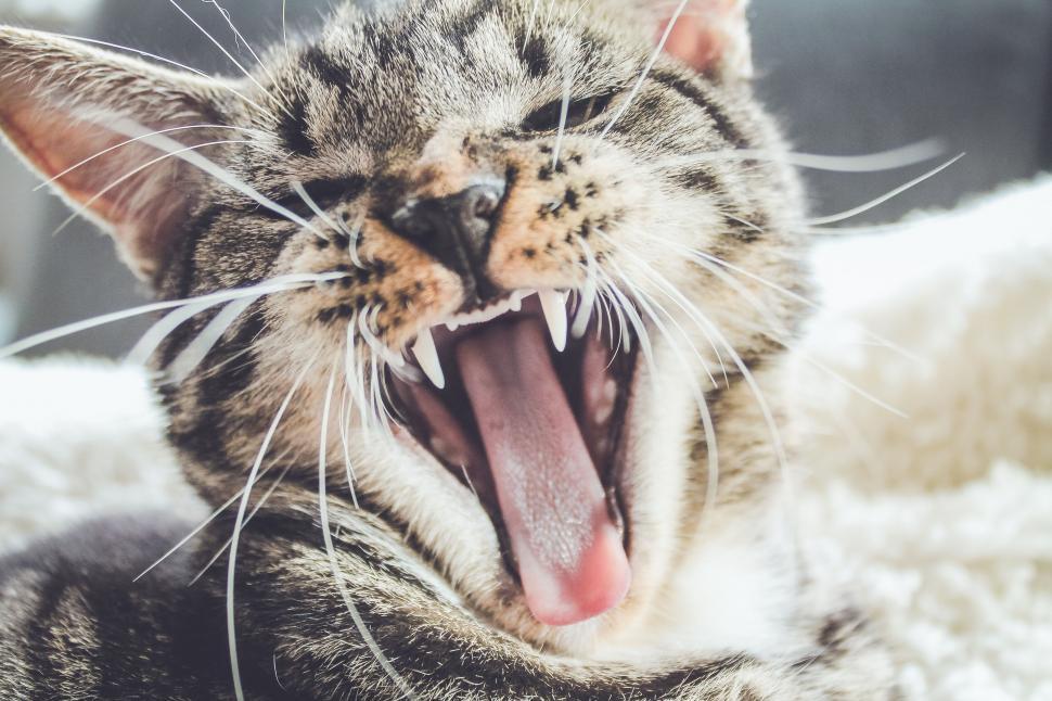 Free Image of Yawning tabby cat showing sharp teeth 