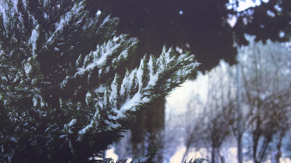 Free Image of Snow-dusted evergreen branches in forest 