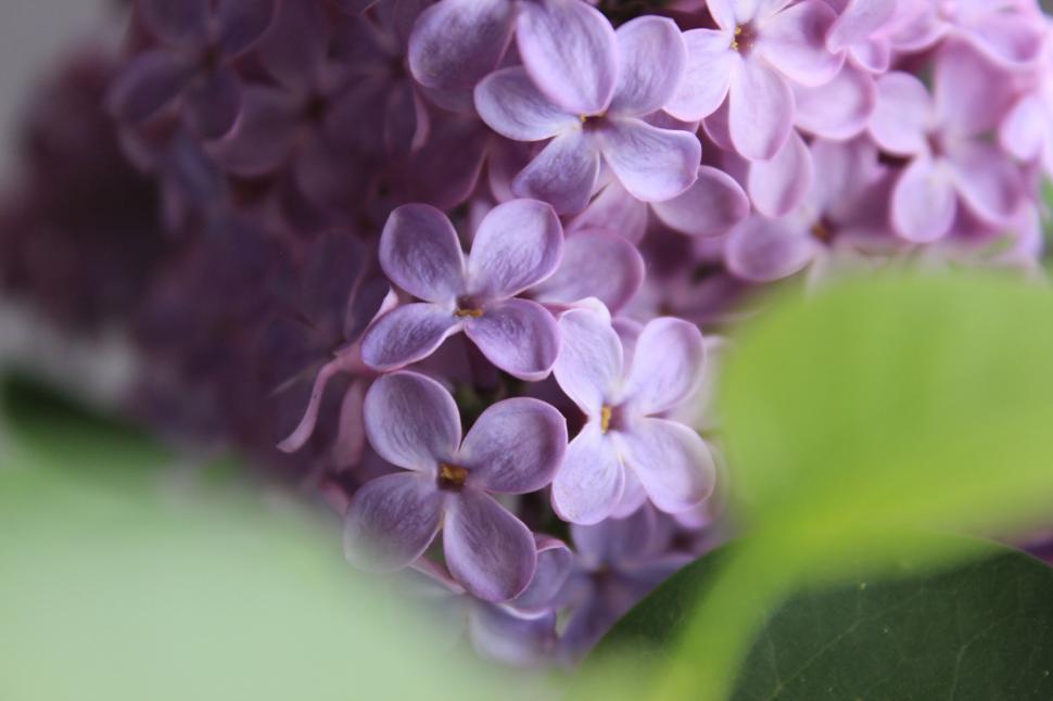 Free Image of Blooming lilac flowers close up 