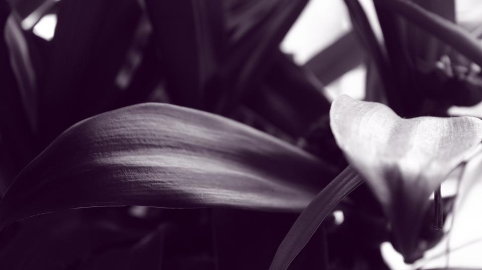 Free Image of Monochrome calla lilies in close up 