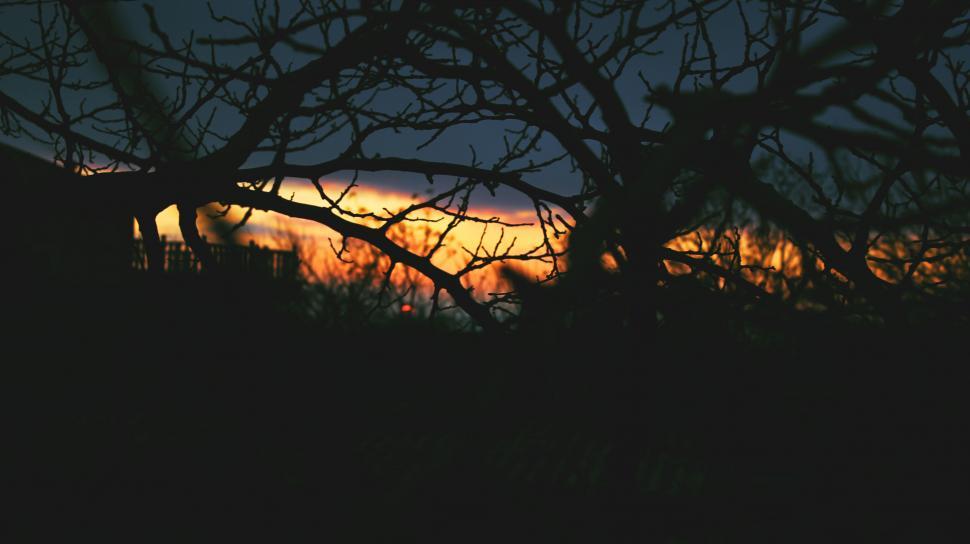 Free Image of Silhouette of tree branches at dusk 