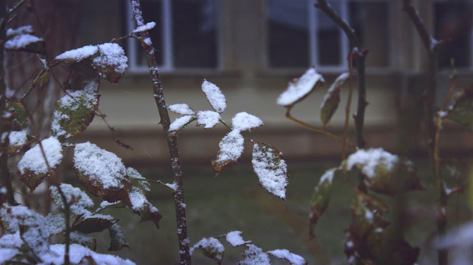 Free Image of Snow-dusted leaves against building 