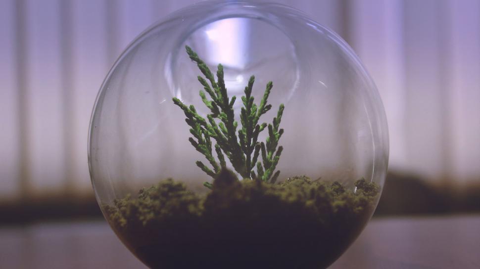Free Image of Transparent globe with plant inside 