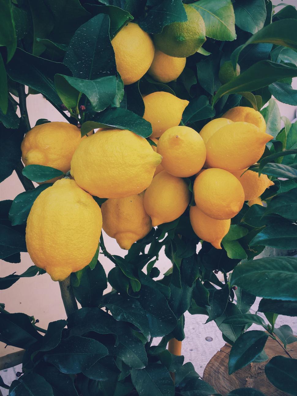 Free Image of Ripe lemons growing on a lush tree 