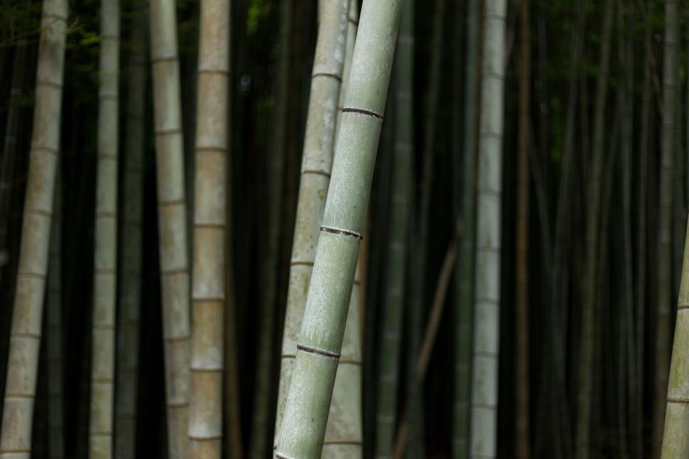 Free Image of Close-up of bamboo stems in natural light 