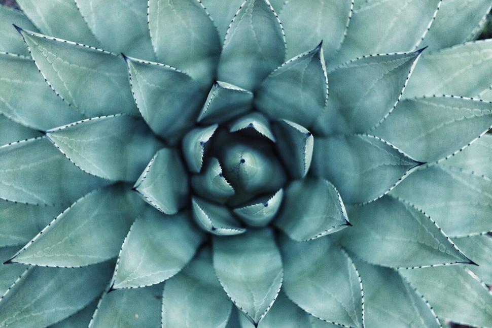 Free Image of Succulent plant with intricate natural pattern 