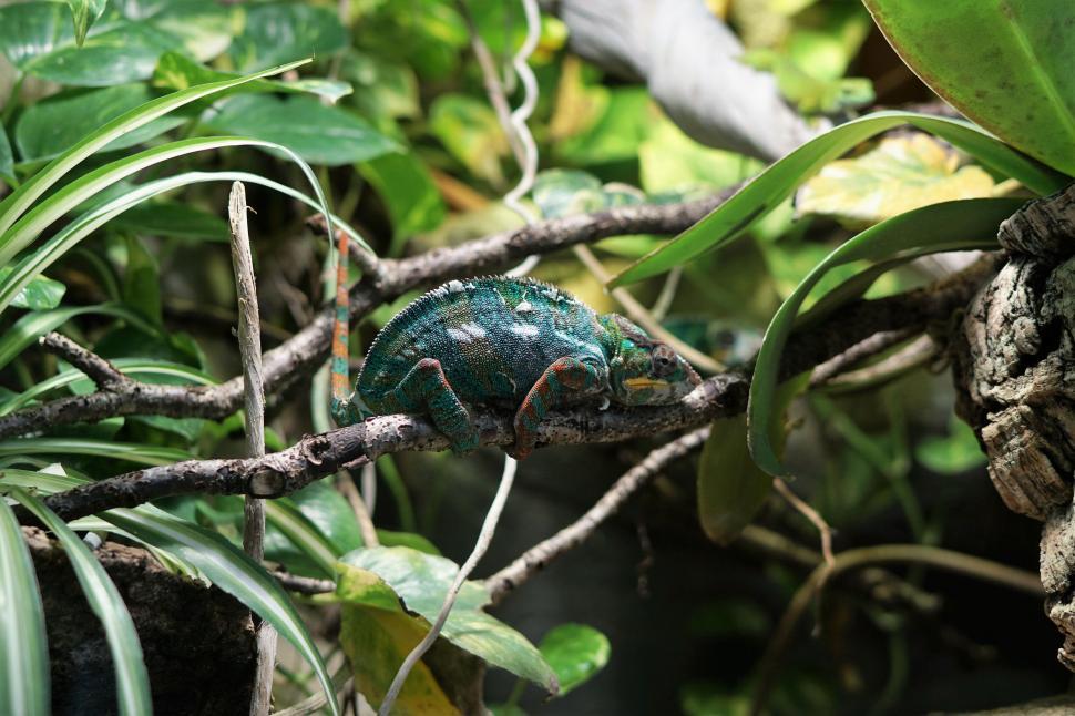 Free Image of Chameleon camouflaged among green foliage 