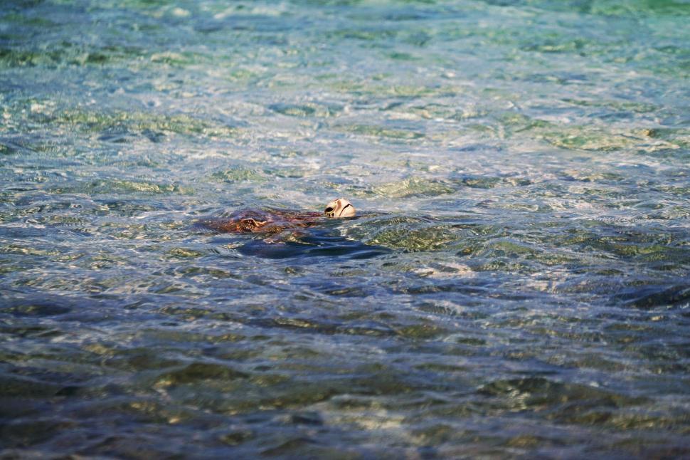 Free Image of Turtle swimming in crystal-clear waters 