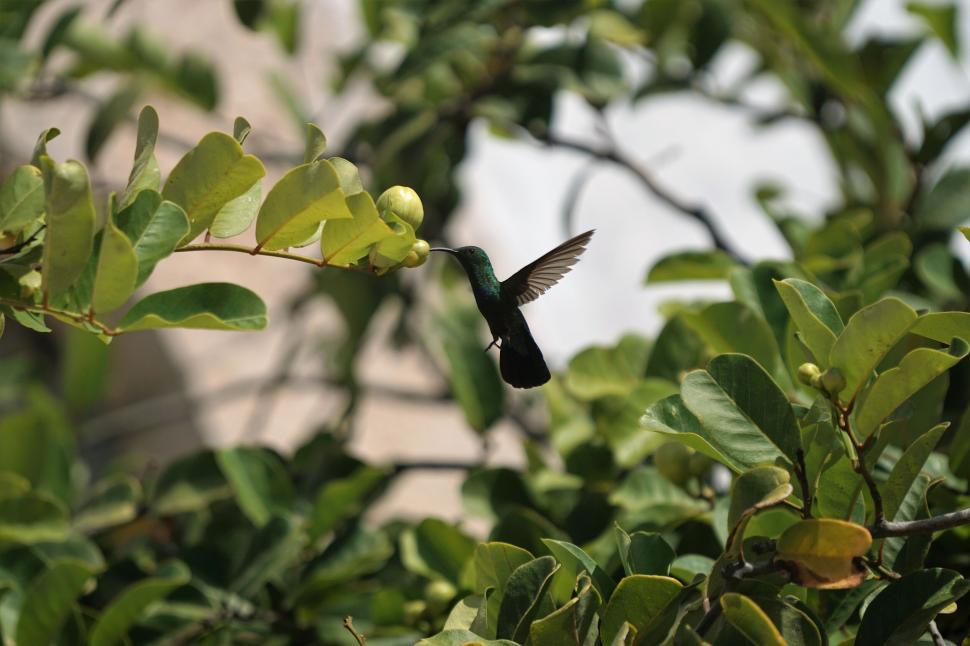 Free Image of Hummingbird hovering near green leaves 