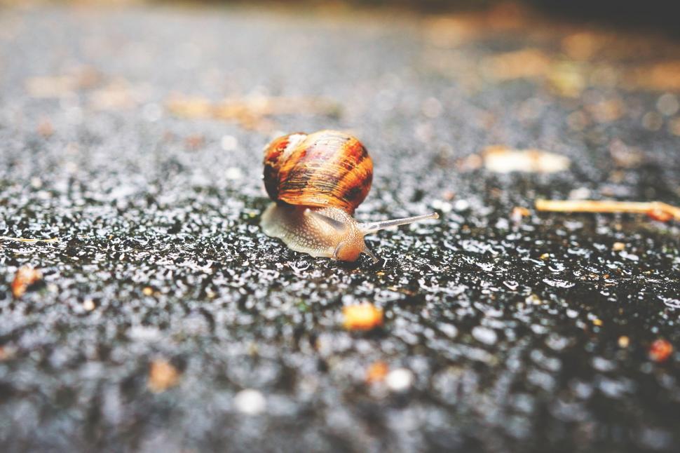 Free Image of Snail traversing a gritty asphalt surface 