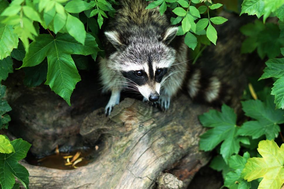 Free Image of Raccoon peeking out from green foliage 