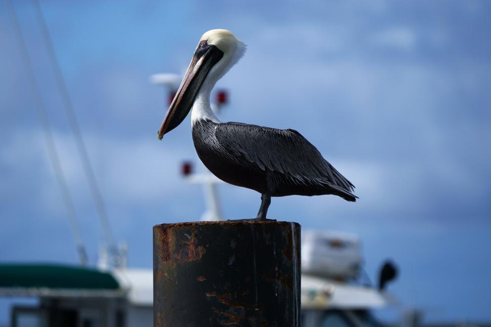 Free Image of Pelican perched on a post at the harbor 