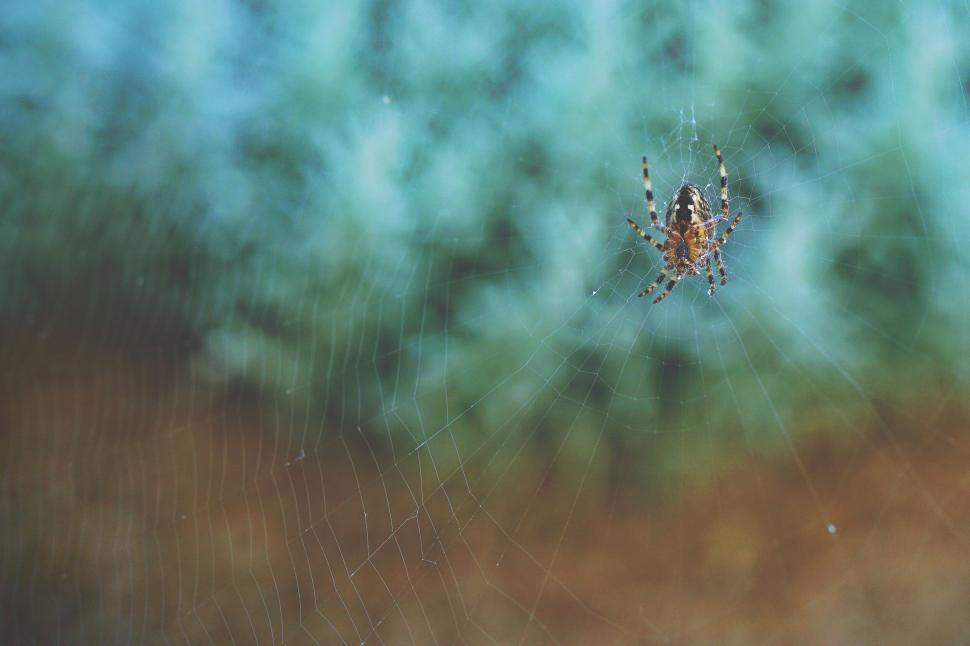 Free Image of Spider on web with a blurred background 
