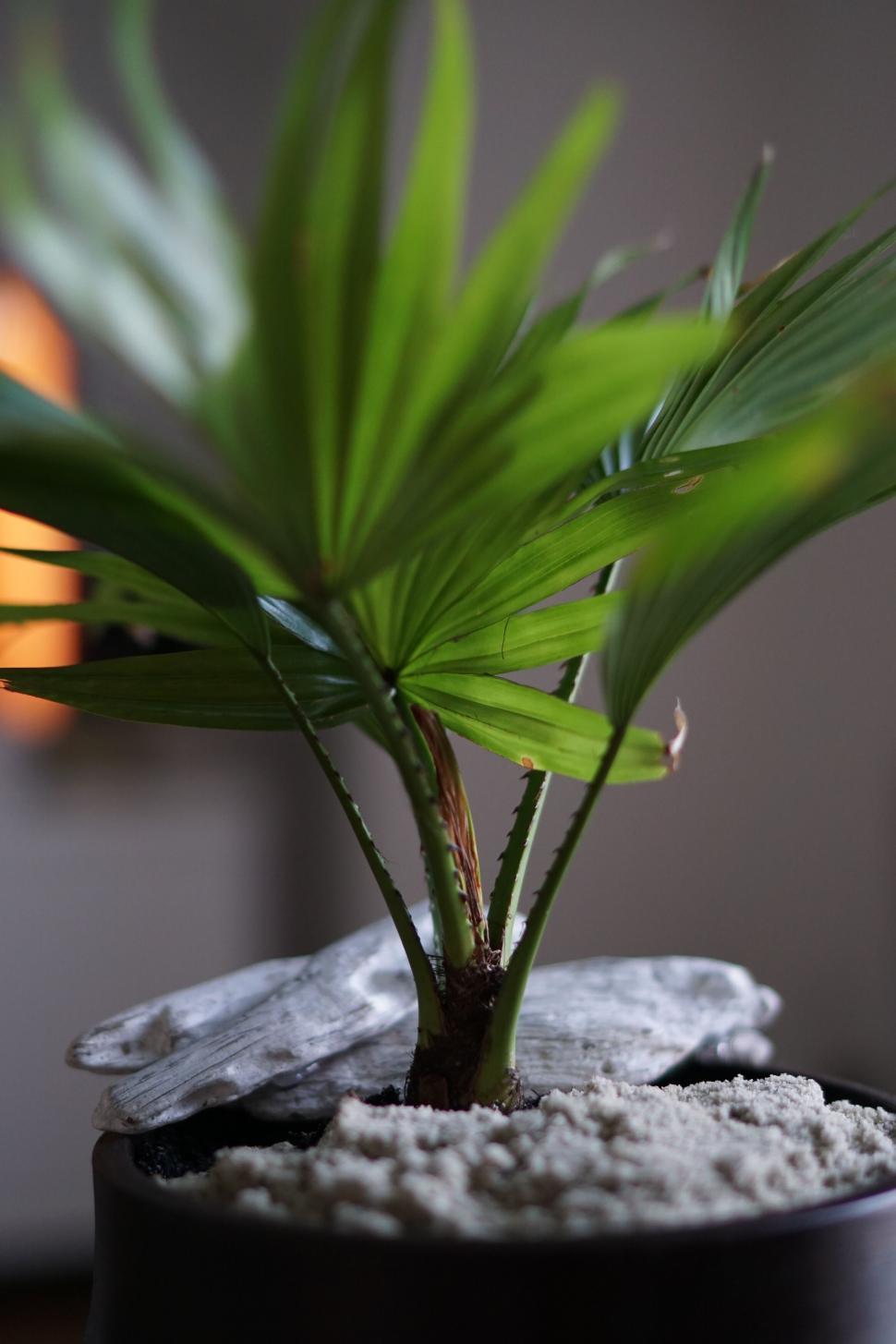 Free Image of Lush indoor palm plant with artistic lighting 
