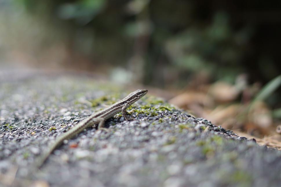 Free Image of Detailed close-up of a lizard on mossy ground 