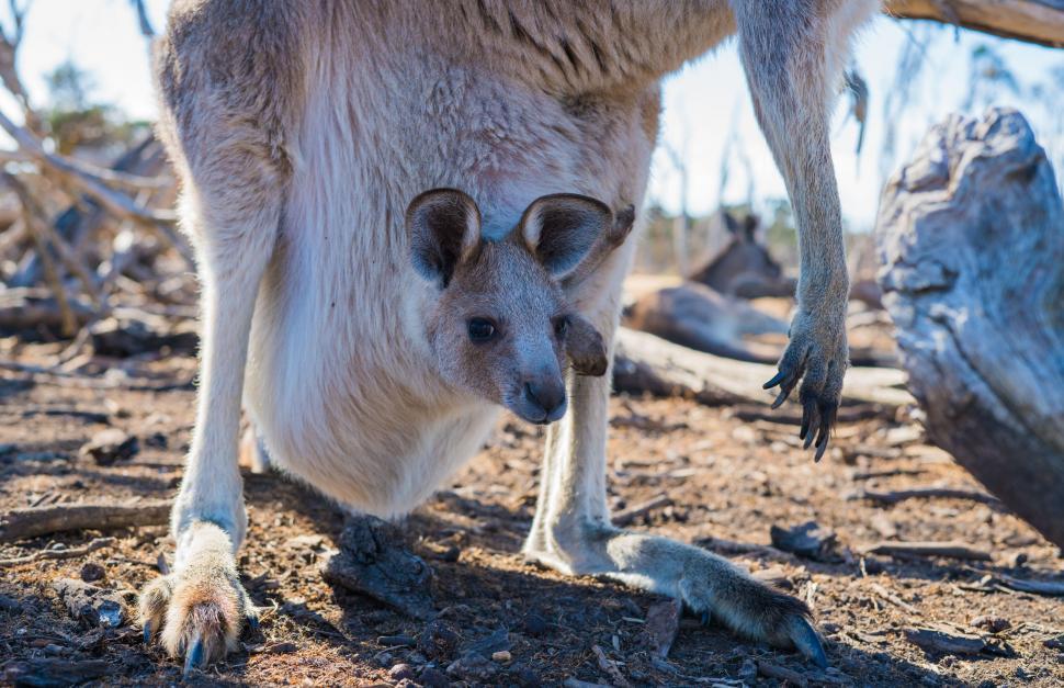 Free Image of Up-close with a curious kangaroo 