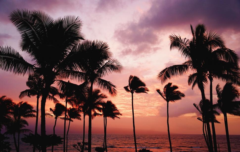 Free Image of Silhouetted palm trees against a vibrant sunset 