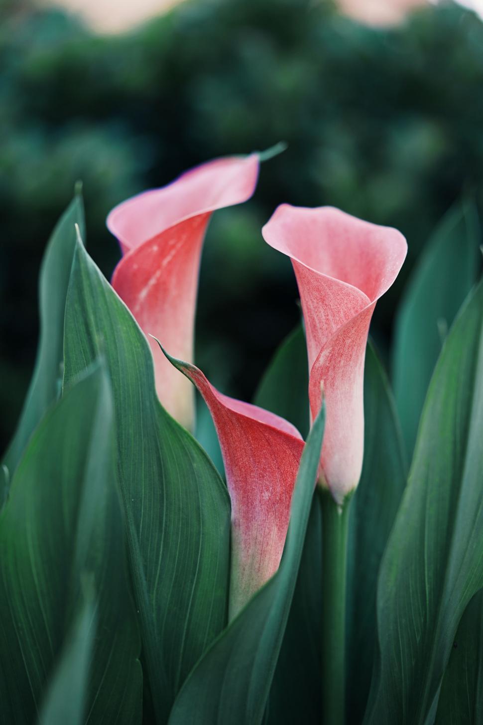 Free Image of Elegant pink calla lilies in nature 