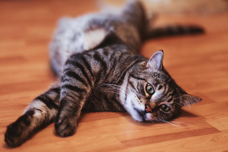 Free Image of Tabby cat lounging on a wooden floor 