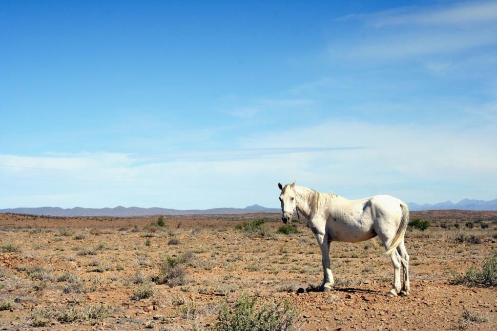 Free Image of Lone white horse in the desert landscape 