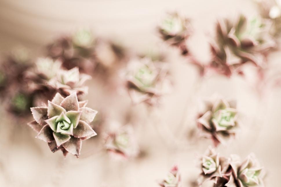 Free Image of Close-up of delicate succulent plants 