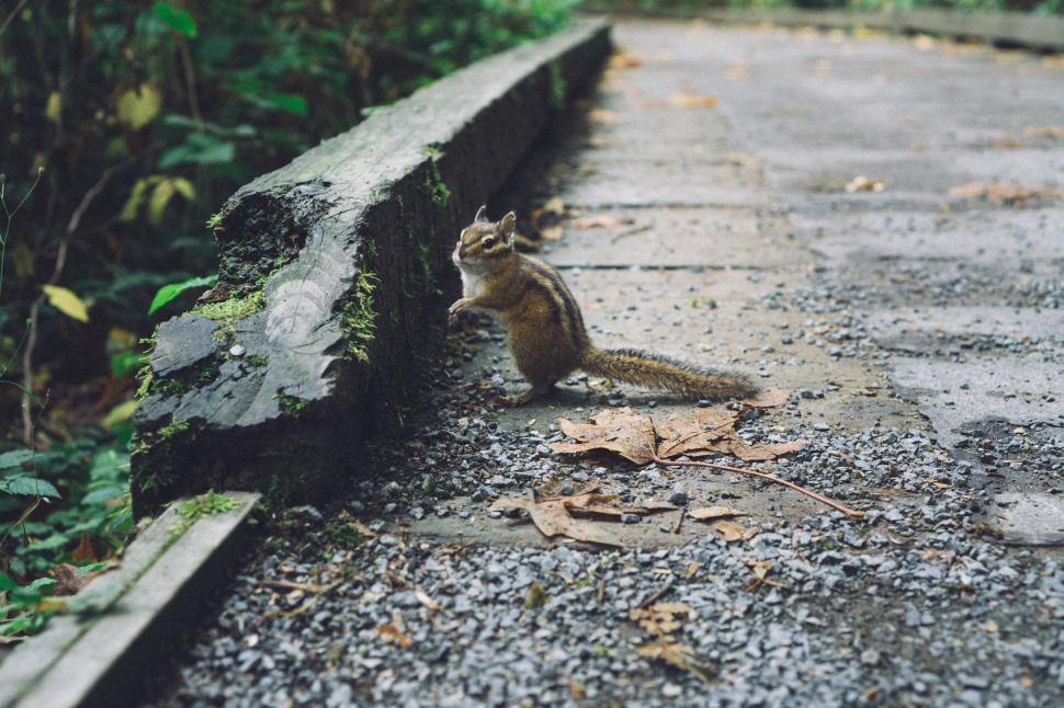 Free Image of Chipmunk on a forest pathway with mossy boundaries 