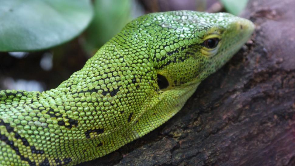 Free Image of Green lizard resting on a branch 