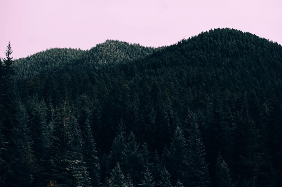 Free Image of Twilight hues over a dense pine forest 
