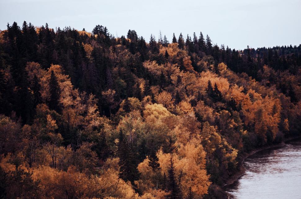 Free Image of Autumnal forest canopy beside a river 
