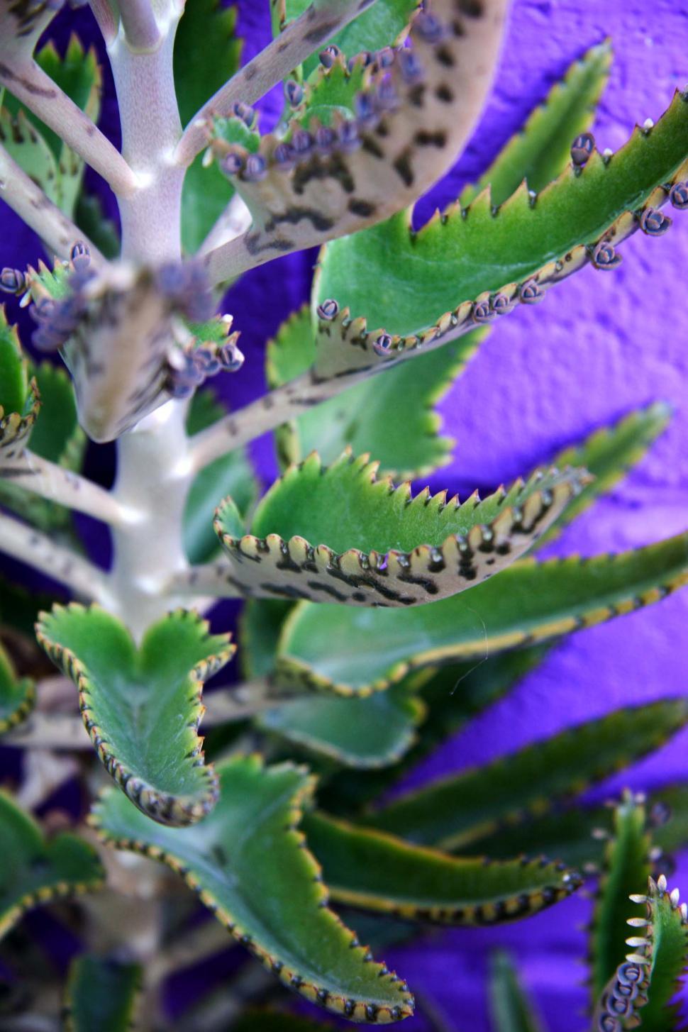 Download Free Stock Photo of Mother of millions plant 