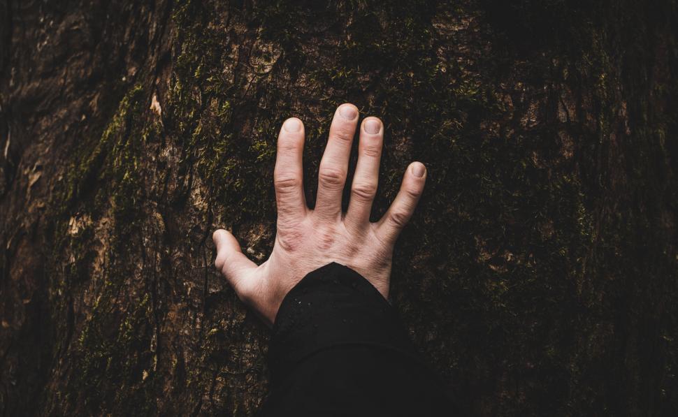 Free Image of Human hand touching a tree with moss 