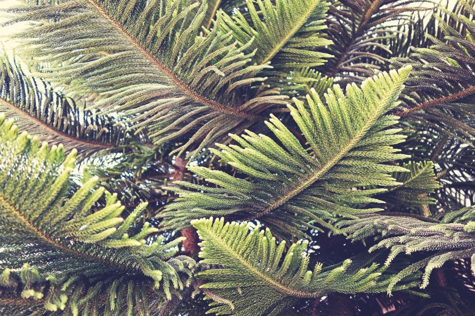 Free Image of Lush green pine tree close-up 