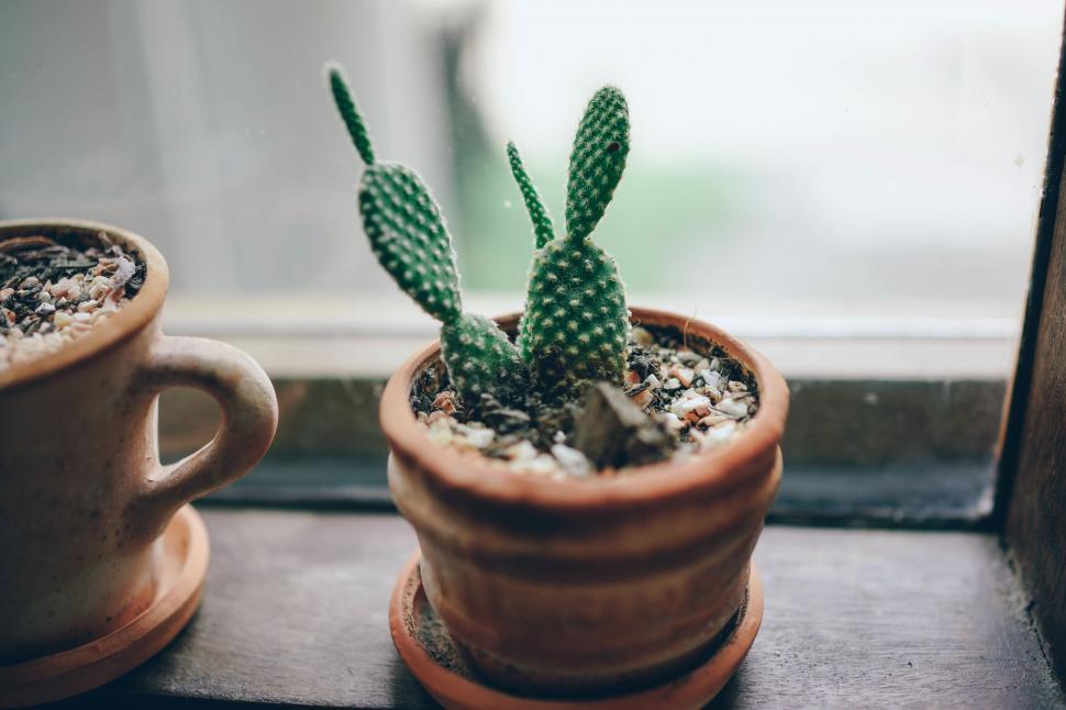 Free Image of Cactus plant in terracotta pot 