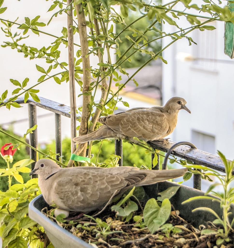 Free Image of Two doves resting on balcony potted plant 