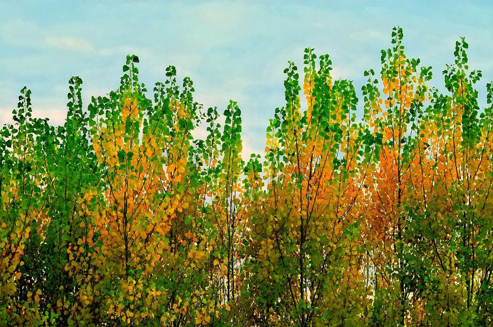 Free Image of Vibrant autumn trees in impressionist style 