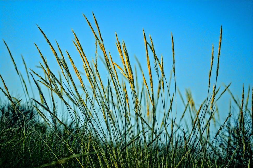 Free Image of Tall wild grass against a blue sky 