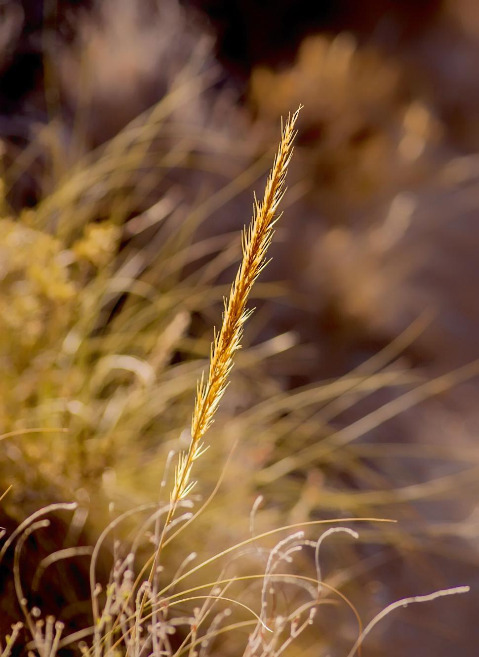 Free Image of Golden wild grass in natural light 