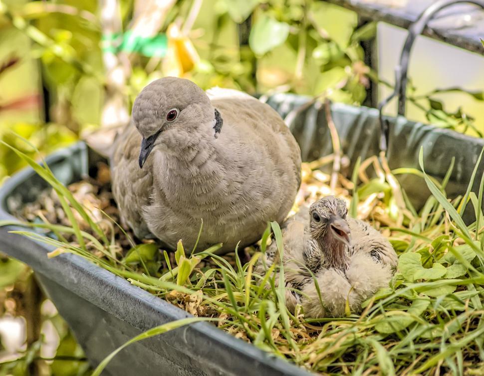 Free Image of Eurasian Collared Dove with its Chick 