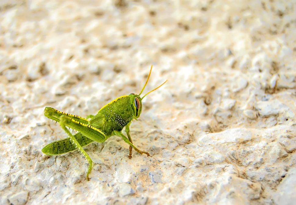 Free Image of Vibrant Green Grasshopper on Rough Surface 