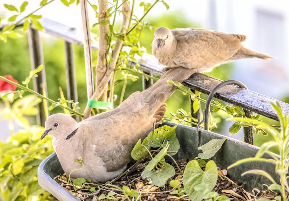 Free Image of Dove Pair in their Urban Balcony Nest 