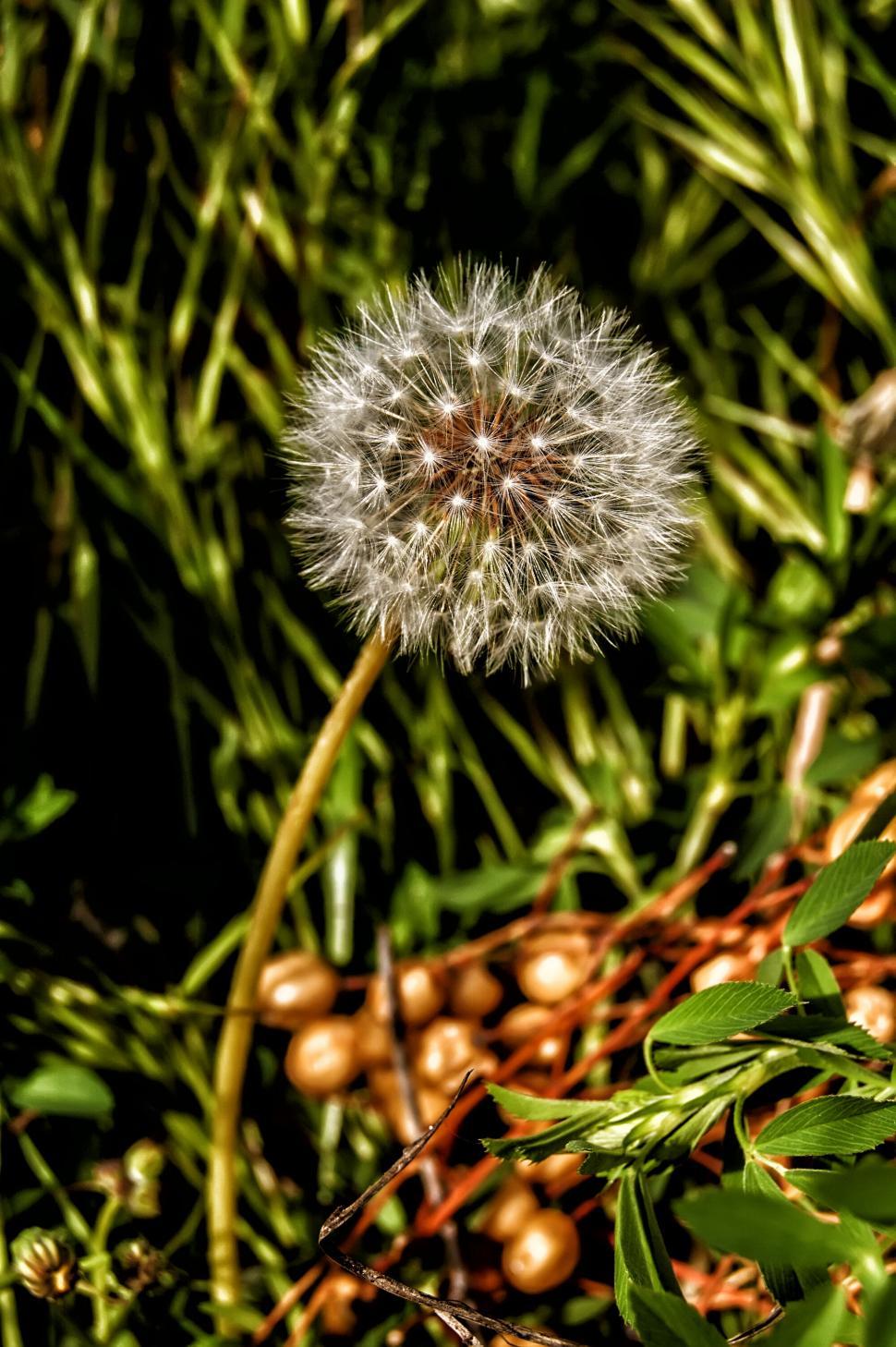Free Image of Dandelion Puff Ball Amongst Greenery 