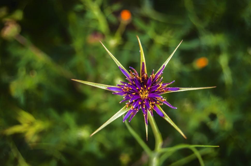 Free Image of Exotic Star-shaped Purple Flower 