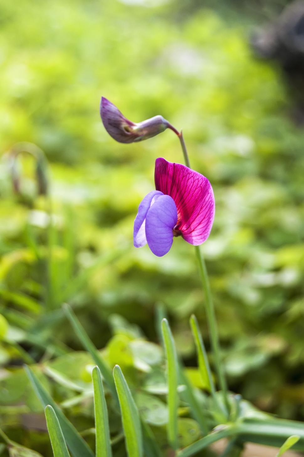 Free Image of Solo purple wildflower in vibrant greenery 