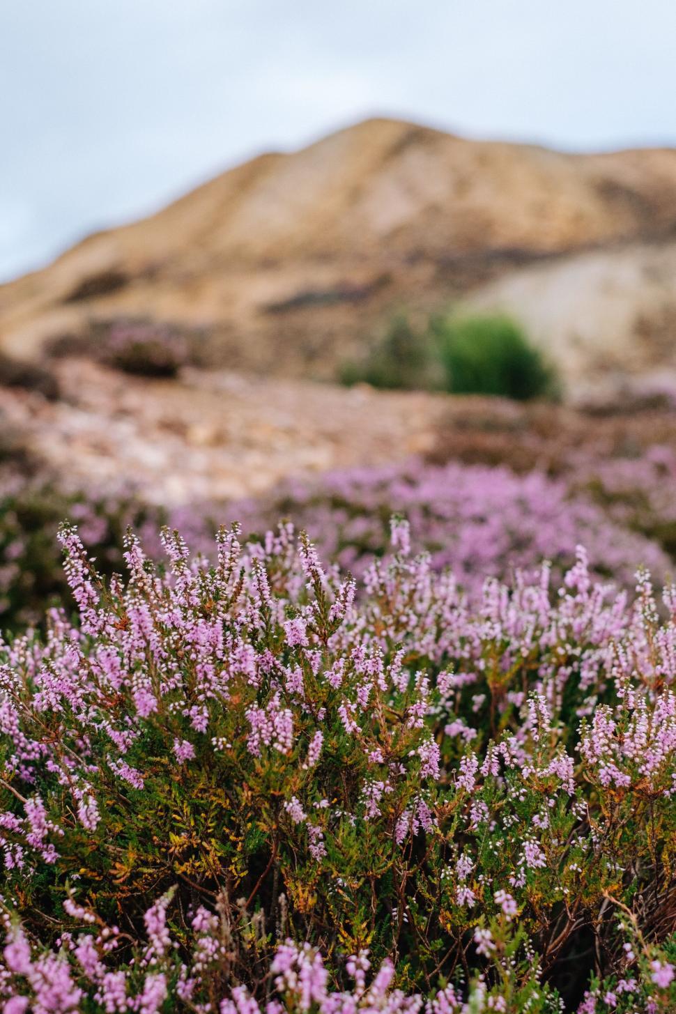 Free Image of Heather in bloom with hill backdrop 