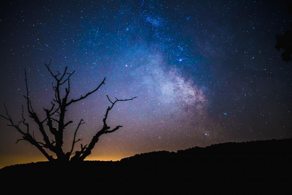 Free Image of Silhouetted tree against a star-filled sky 