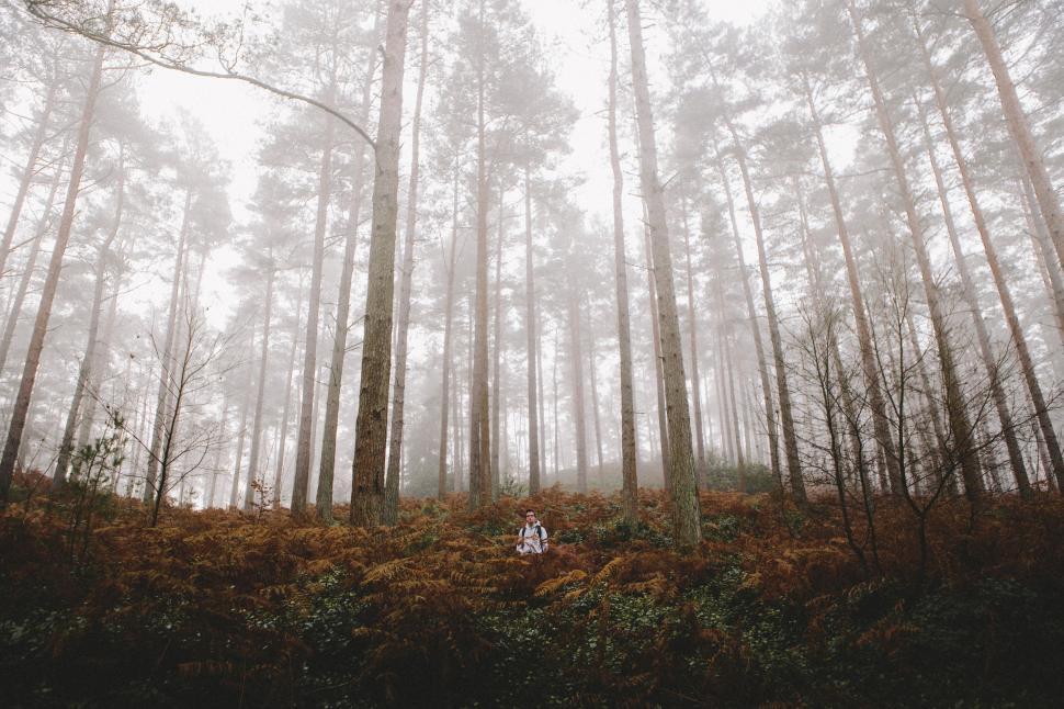 Free Image of Couple sitting in a foggy densely wooded area 