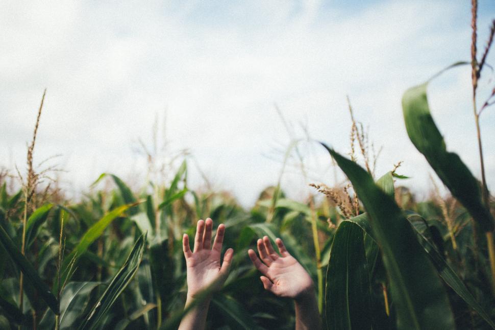 Free Image of Hands reaching out from lush cornfield 