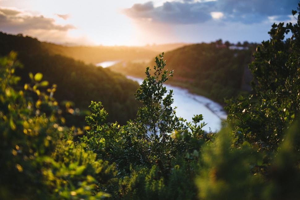 Free Image of Sunset view through bushes overlooking river 