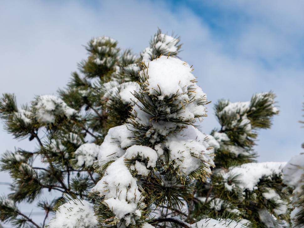 Free Image of Snow-covered pine branches in a winter scene 